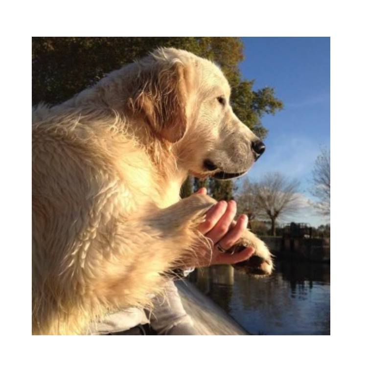 Go Poils — Salon de toilettage (Lancement, novembre 2024) - Image 1